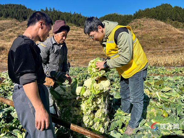 庆元江根-明康汇创富共同体再结硕果:“ 江根松花菜 ”获浙江农业博览会金奖