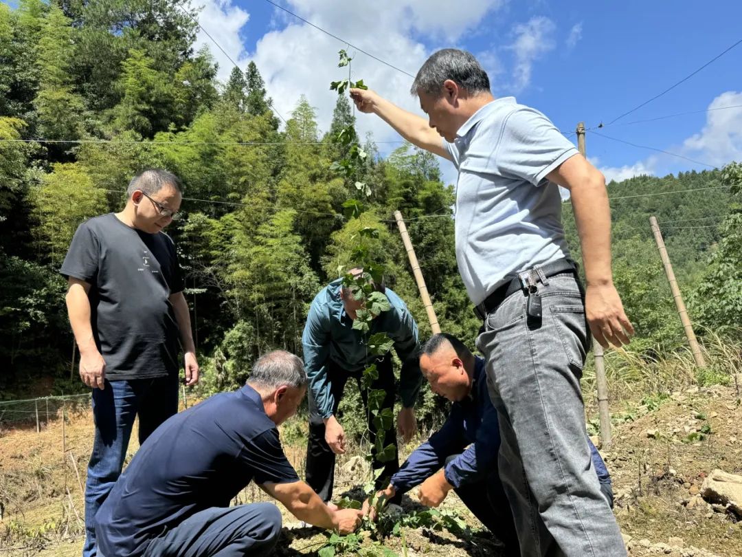 长兴县技术团队来庆元开展山海协作吊瓜产业技术指导工作1