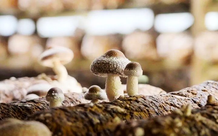 2024年 241-4香菇 上市！庆元香菇特有品种，菌菇佳品！ 