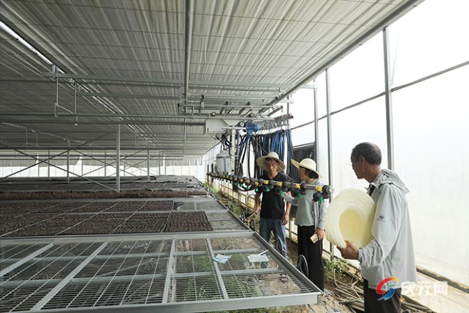 庆元供销社邀请农技专家田间把脉，为灾后复产支招 2