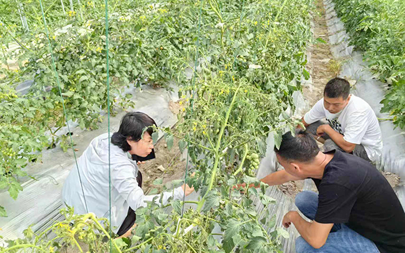 庆元供销社邀请农技专家田间把脉，为灾后复产支招