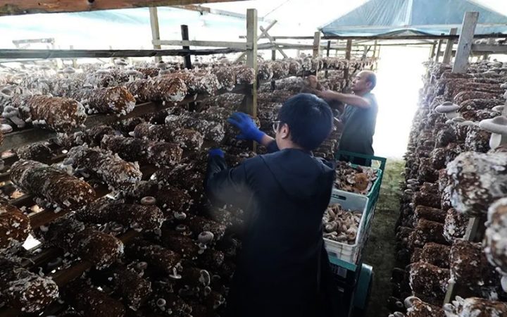 2024年 241-4香菇 上市！庆元香菇特有品种，菌菇佳品！ 