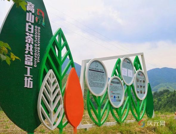 庆元数字订制茶园迎来首批主人 ，庆元荒野茶产业探索共富新路径