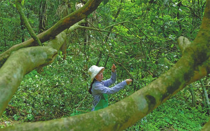 丽水荒野茶：从隐匿深山到“一叶千金”