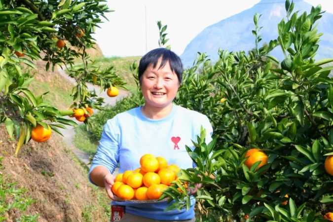 庆元余村蜜桔获“2024浙江好蜜橘”金奖
