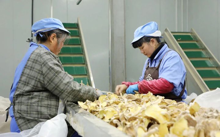 庆元县菌博生物科技有限公司分选中心