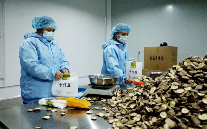 庆元县刘李飞食用农产品批发部 庆元香信菇 分选包装中心