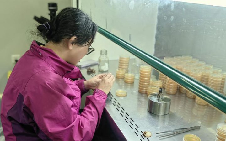 浙江省农业科学院园艺研究所联合庆元县食用菌产业中心开展了香菇种质资源创新及育种技术交流