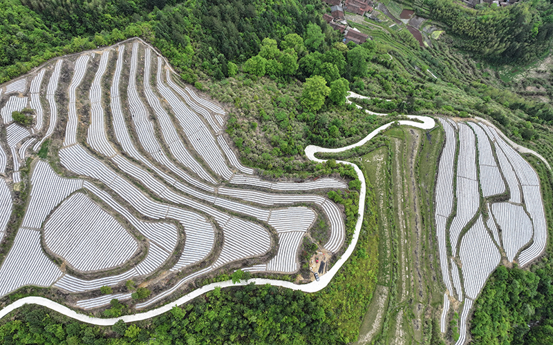 庆元左溪镇千亩朝天椒助群众在“家门口”增收 ，庆元山地蔬菜又添新品！