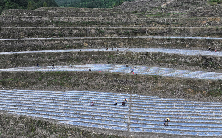 庆元左溪镇千亩朝天椒助群众在“家门口”增收 ，庆元山地蔬菜又添新品！