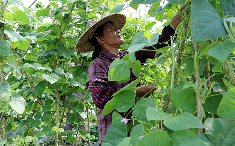 庆元县淤上乡丽芸3号四季豆喜获丰收