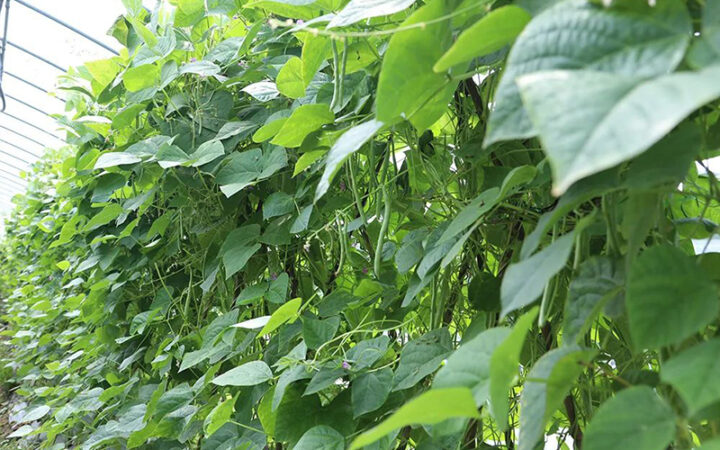 庆元县淤上乡丽芸3号四季豆喜获丰收