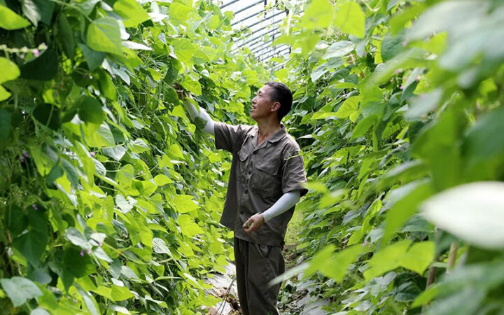 庆元县淤上乡丽芸3号四季豆喜获丰收