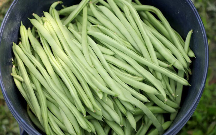 庆元县淤上乡丽芸3号四季豆喜获丰收