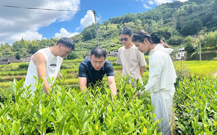 中国农业科学院茶叶研究所结对帮扶，助力庆元县龙溪乡茶产业发展