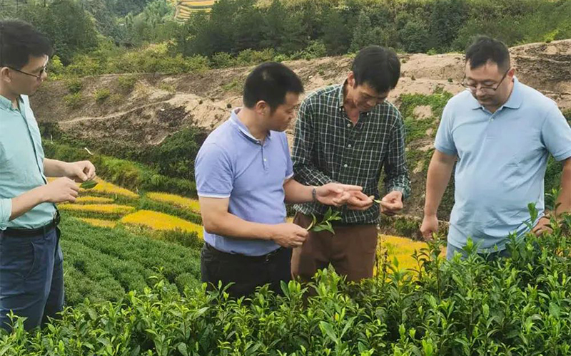 中国农业科学院茶叶研究所结对帮扶，助力庆元县龙溪乡茶产业发展